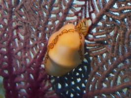 IMG 2800 Flamingo Tongue